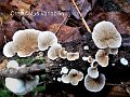 Crepidotus variabilis-amf724